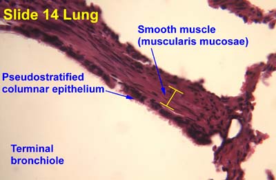Muscularis mucosae Wikipedia